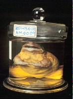  American bullfrog Collection Image, Figure 2, Total 7 Figures
